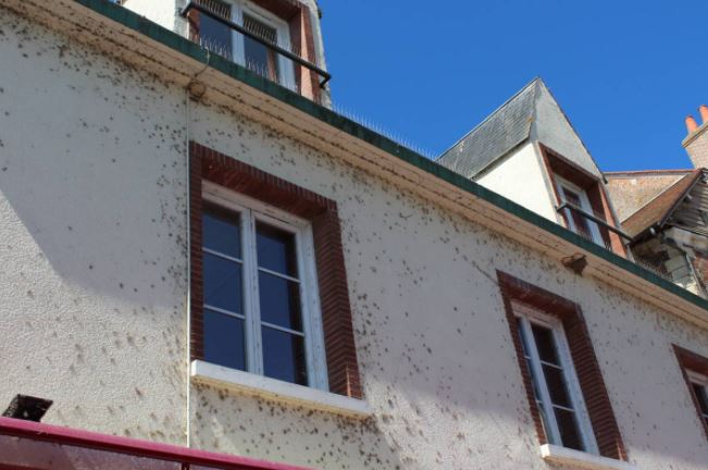 Traitement anti-araignées